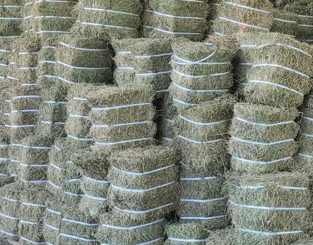 Fardos Pequeños de Alfalfa